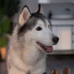husky review